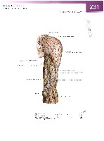 Sobotta Atlas of Human Anatomy  Head,Neck,Upper Limb Volume1 2006, page 238